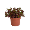 Peperomie – Peperomia graveolens – ohne Topf