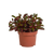 Peperomie – Peperomia graveolens – ohne Topf
