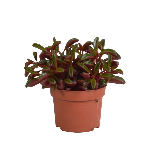 Peperomie – Peperomia graveolens – ohne Topf