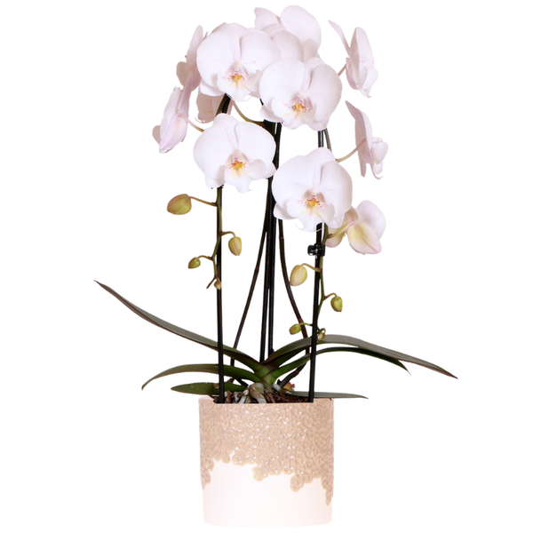 Orchidee ‚Niagara Falls' – Phalaenopsis