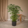 Fiederaralie – Polyscias fruticosa – Ansicht 2