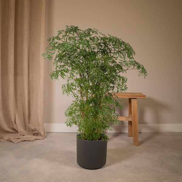 Fiederaralie – Polyscias fruticosa – Ansicht 2