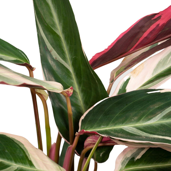 Korbmarante ‚Triostar' – Stromanthe sanguinea – Ansicht 3