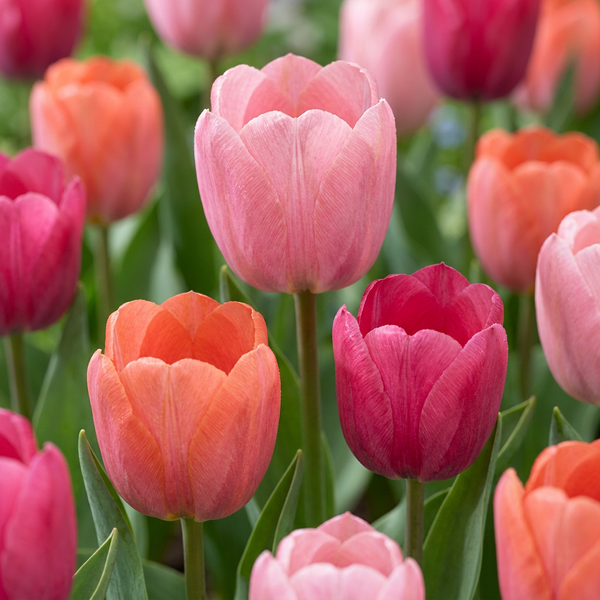 Tulpe ‚Positive Vibe' – Tulipa