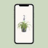 Grünlilie ‚Bonnie' – Chlorophytum comosum – Ansicht 4