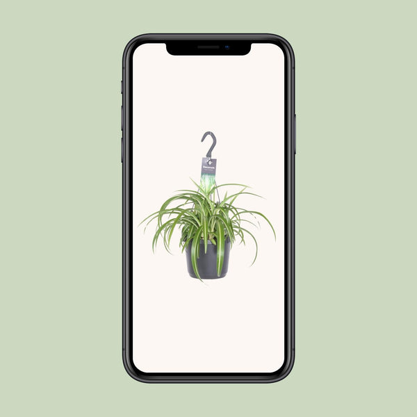 Grünlilie ‚Bonnie' – Chlorophytum comosum – Ansicht 4
