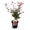 Japanischer Ahorn ‚Shaina' – Acer palmatum – Ansicht 2