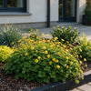 Golderdbeere – Waldsteinia ternata – Ansicht 6