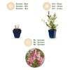 Prachtkerze ‚Florgauros' – Gaura lindheimeri – Ansicht 4