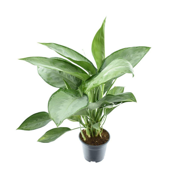 Kolbenfaden ‚Silverado' – Aglaonema