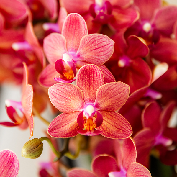 Geschenk-Set „Aura" – rosa Phalaenopsis-Orchidee mit Grünpflanze – Ansicht 2