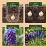 Breitblättrige Traubenhyazinthe – Muscari latifolium – Ansicht 4