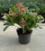 Christrose ‚Viv Victoria' – Helleborus niger