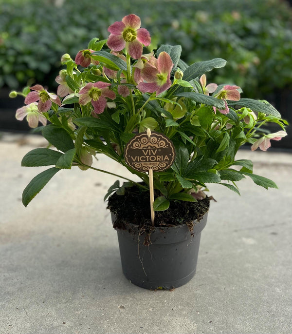 Christrose ‚Viv Victoria' – Helleborus niger