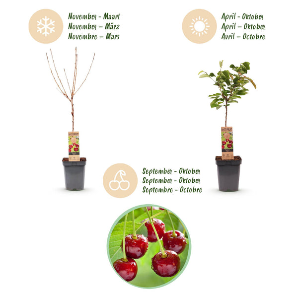 Süßkirsche ‚Regina' – Prunus avium – Ansicht 4