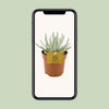 Greiskraut – Senecio scaposus – Ansicht 4