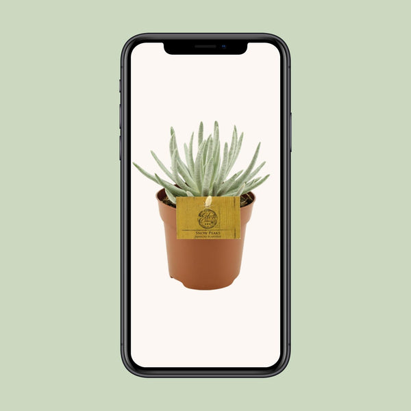 Greiskraut – Senecio scaposus – Ansicht 4