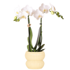 Schmetterlingsorchidee – Phalaenopsis amabilis
