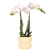 Schmetterlingsorchidee – Phalaenopsis amabilis