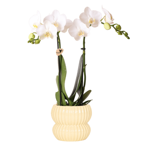 Schmetterlingsorchidee – Phalaenopsis amabilis