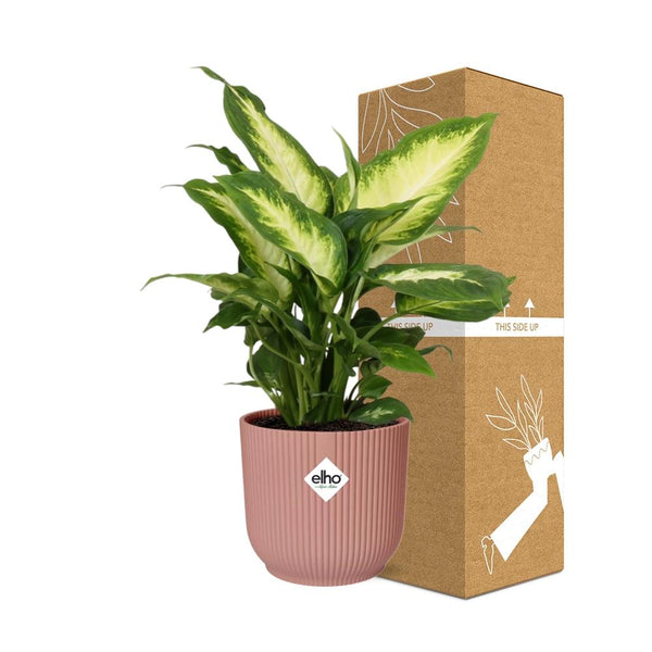 Dieffenbachia ‚Camilla' – Dieffenbachia seguine – Ansicht 10