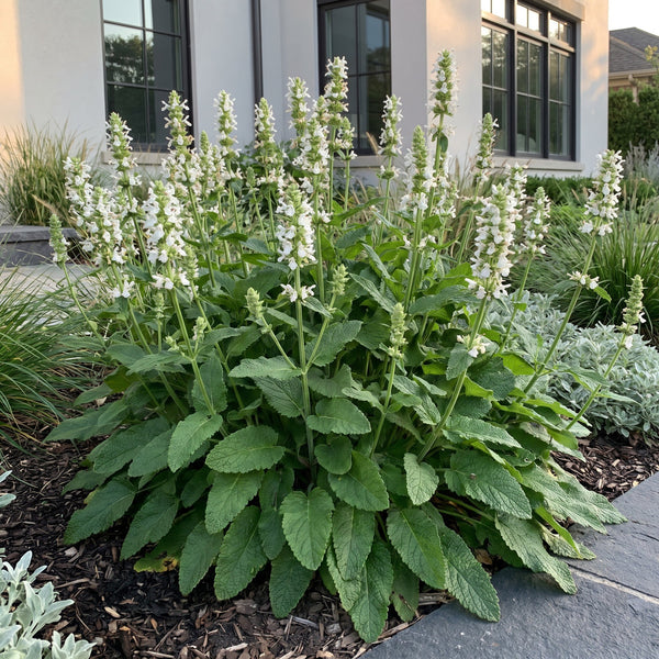 Heilziest ‚Alba' – Stachys officinalis – Ansicht 6
