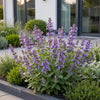 Katzenminze ‚Neptune' – Nepeta nervosa – Ansicht 6