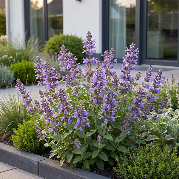 Katzenminze ‚Neptune' – Nepeta nervosa – Ansicht 6