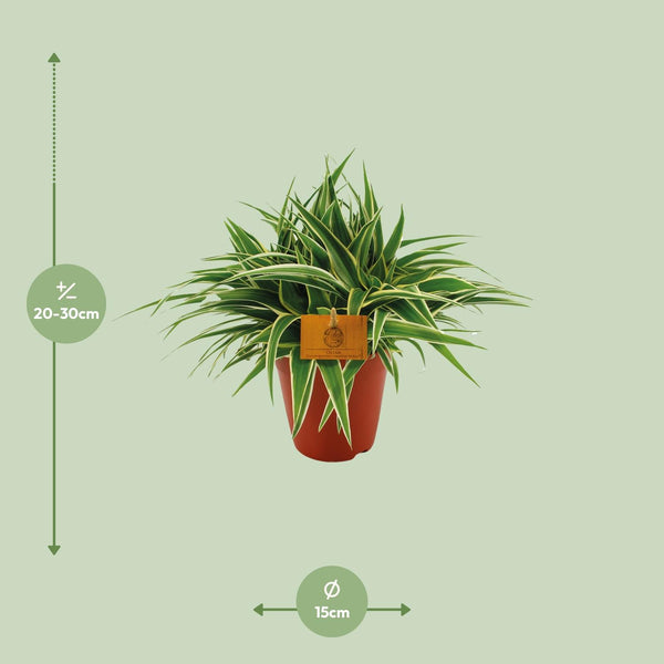 Grünlilie ‚Ocean' – Chlorophytum comosum – Ansicht 2