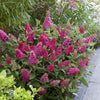 Schmetterlingsstrauch ‚Butterfly Candy Little Ruby' – Buddleja davidii – Ansicht 5
