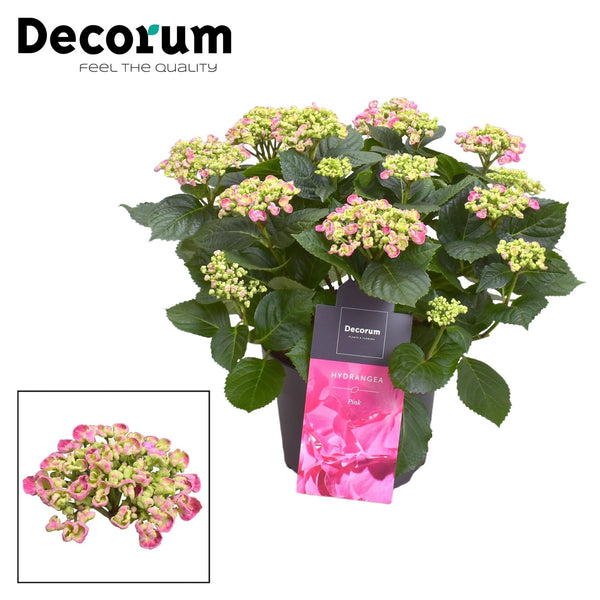 Hortensie ‚Curly Wurly' – Hydrangea macrophylla