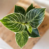 Philodendron ‚White Measure' – Ansicht 2