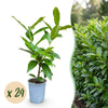 Kirschlorbeer ‚Novita' – Prunus laurocerasus