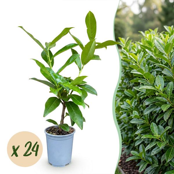 Kirschlorbeer ‚Novita' – Prunus laurocerasus