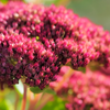 Fetthenne ‚Matrona' – Sedum – Ansicht 7