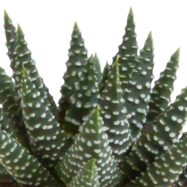 Sukkulenten-Set „Gasteria & Haworthia-Mix" – Gasterien und Haworthien – Ansicht 8