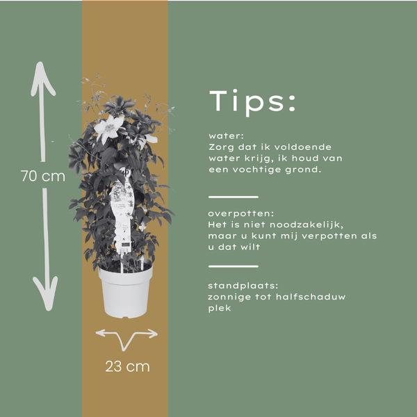 Waldrebe ‚Double Up Barnadine + Masa' – Clematis – Ansicht 9