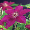 Waldrebe ‚Westerplatte' – Clematis – Ansicht 4