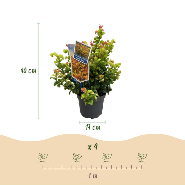 Traubenheide ‚Curly Gold' – Leucothoe fontanesiana – Ansicht 3