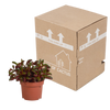 Peperomie – Peperomia graveolens – Ansicht 4