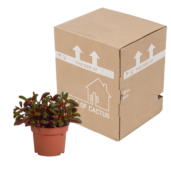 Peperomie – Peperomia graveolens – Ansicht 4