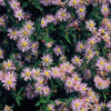 Ageratum-Aster ‚Asran' – Aster ageratoides – Ansicht 5