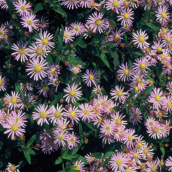 Ageratum-Aster ‚Asran' – Aster ageratoides – Ansicht 5