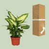 Dieffenbachie ‚Camilla‘ – Dieffenbachia – Ansicht 3