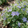 Großes Immergrün ‚Variegata' – Vinca major – Ansicht 5