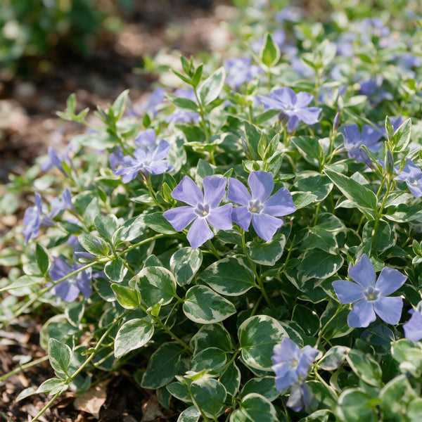 Großes Immergrün ‚Variegata' – Vinca major – Ansicht 5