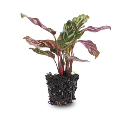 Pfauenkorbmarante – Calathea makoyana