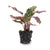 Pfauenkorbmarante – Calathea makoyana – Ø 6 cm, 1 Stück