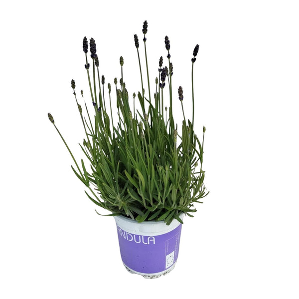 Lavendel ‚Hidcote Blue' – Lavandula angustifolia – Ansicht 5