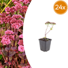 Fetthenne ‚Matrona' – Sedum
